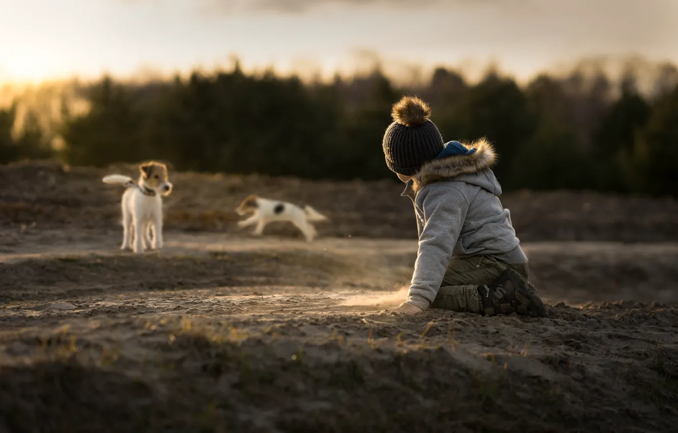 Photo wallpaper sand, dogs, child