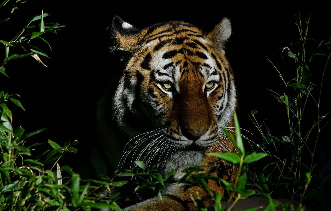 Photo wallpaper look, face, leaves, light, night, branches, tiger, portrait