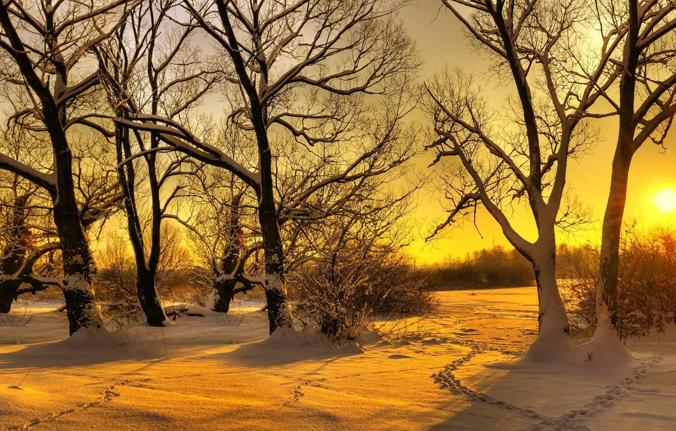 Photo wallpaper winter, forest, the sun, snow, trees, traces, morning