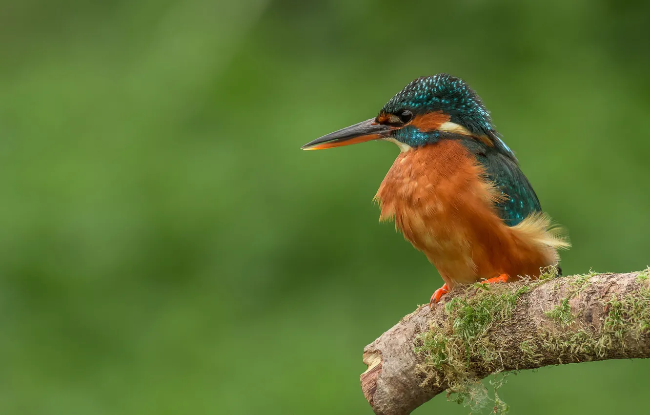 Photo wallpaper background, bird, Kingfisher, bitch