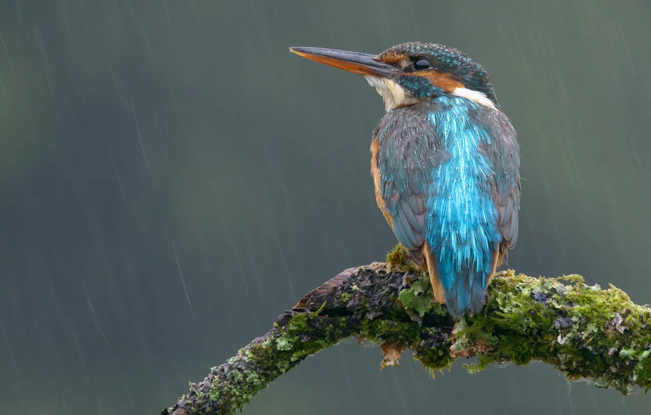 Photo wallpaper look, drops, branches, grey, background, rain, blue, bird