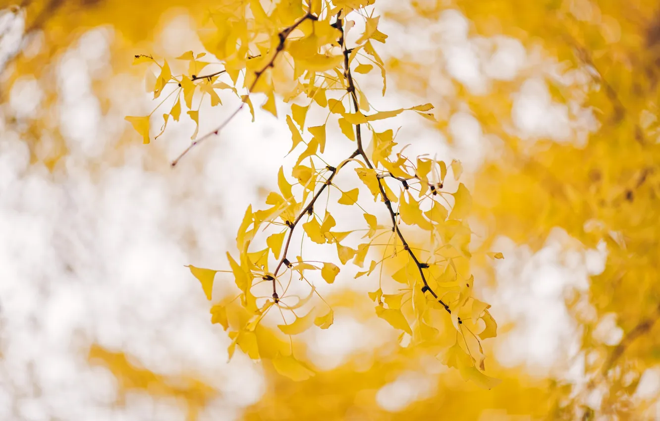 Photo wallpaper autumn, leaves, nature
