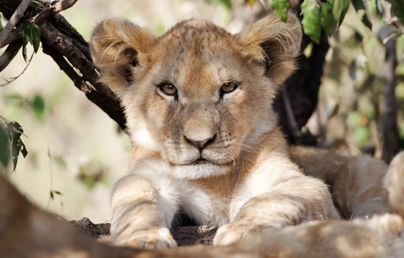 Photo wallpaper cat, face, shadow, Leo, cub, kitty, lion