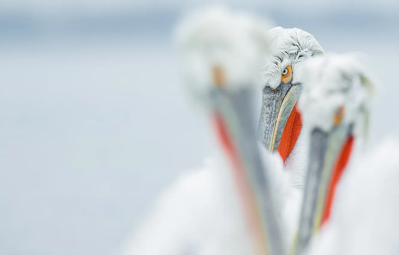 Photo wallpaper look, bird, Pelican