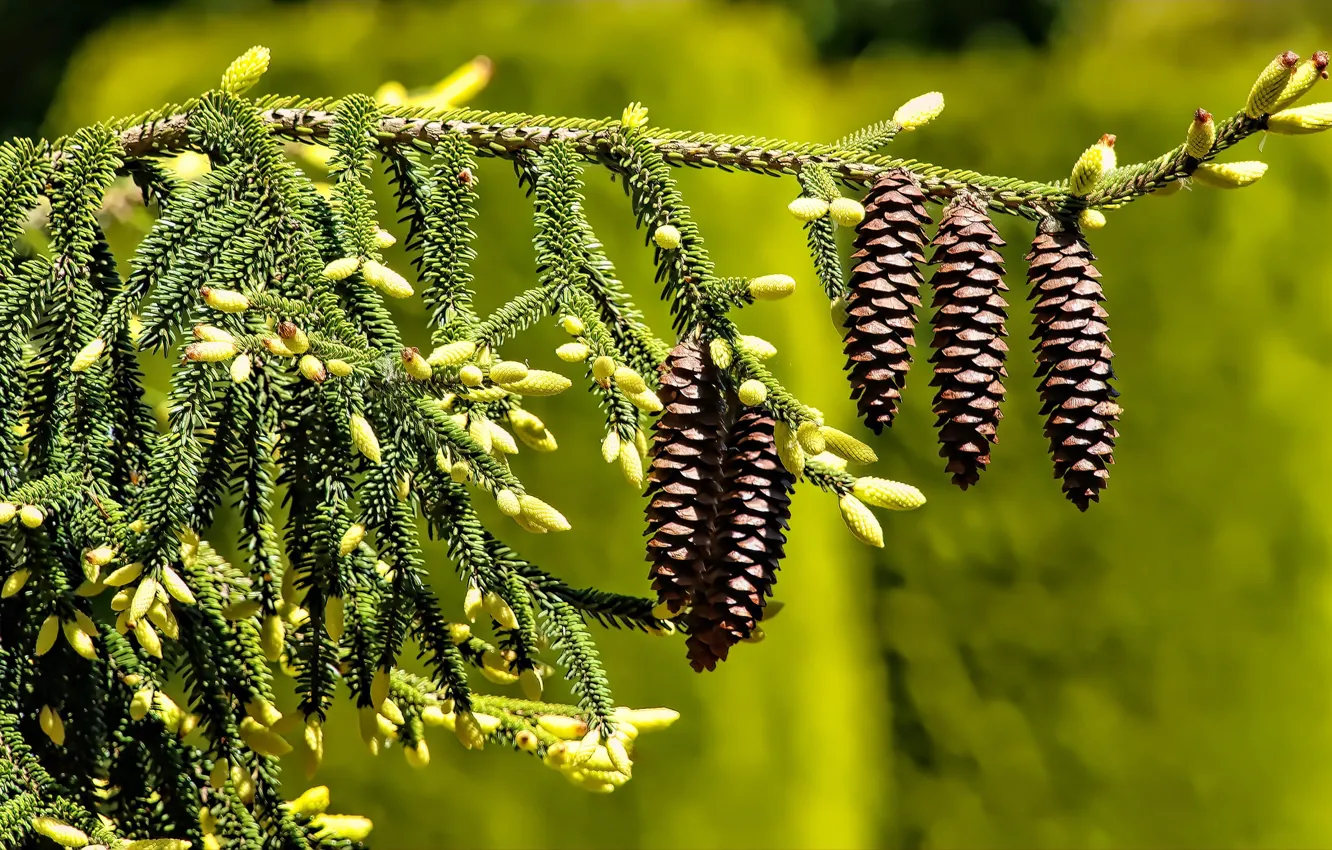 Photo wallpaper greens, branches, nature, spruce, needles, bumps, spruce