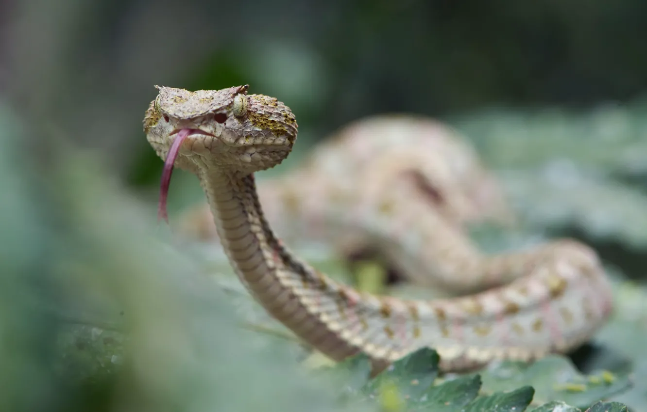 Photo wallpaper snake, Bothriechis schlegelii, Eyelash viper