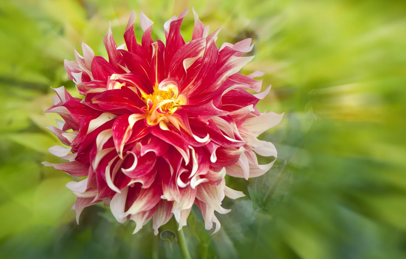 Photo wallpaper macro, petals, dahlias