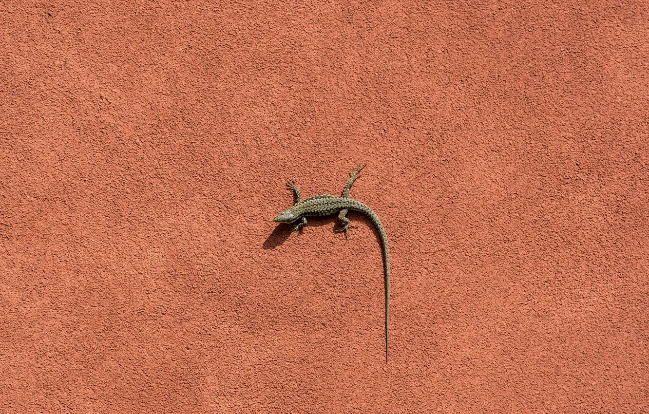 Photo wallpaper background, wall, lizard