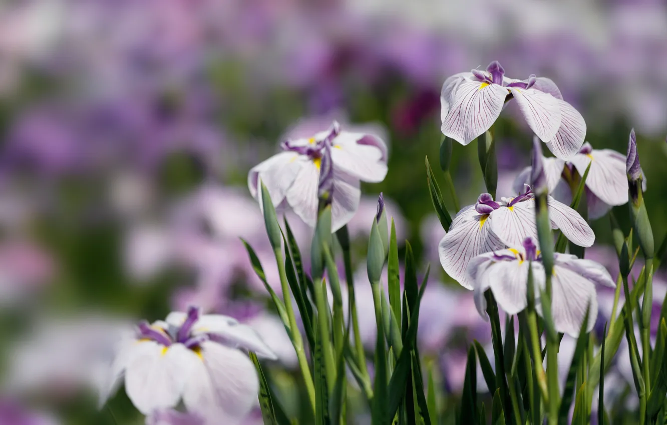 Photo wallpaper petals, irises, bokeh