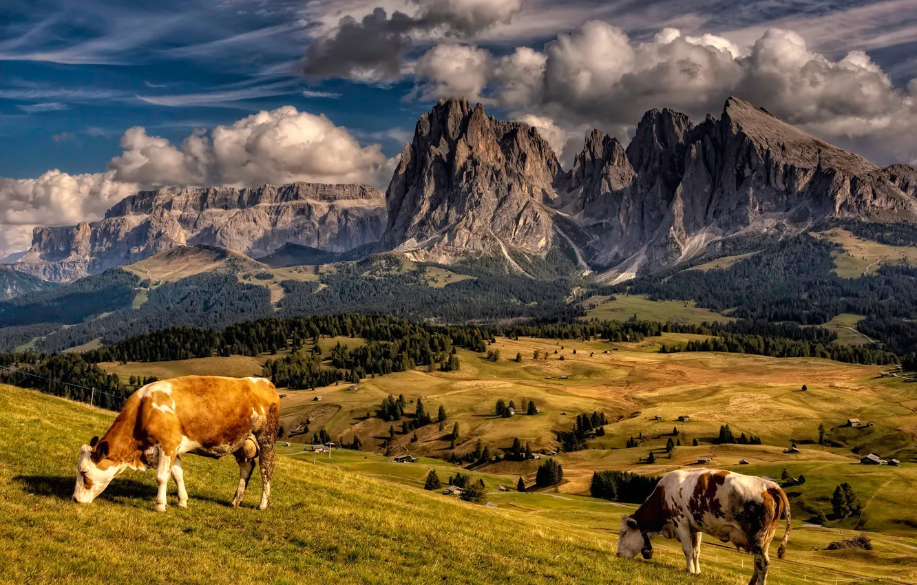 Photo wallpaper mountains, cows, Italy, The Alps