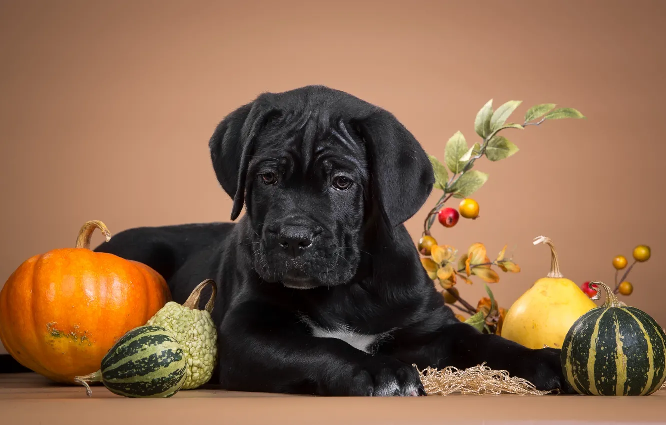 Photo wallpaper black, puppy, pumpkin, serious, cane Corso