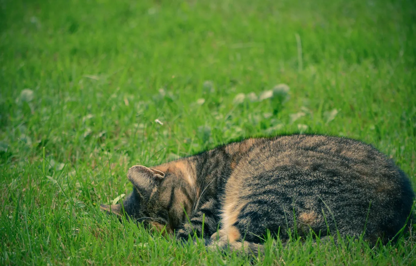 Photo wallpaper greens, cat, grass, cat, stay, sleep, peace