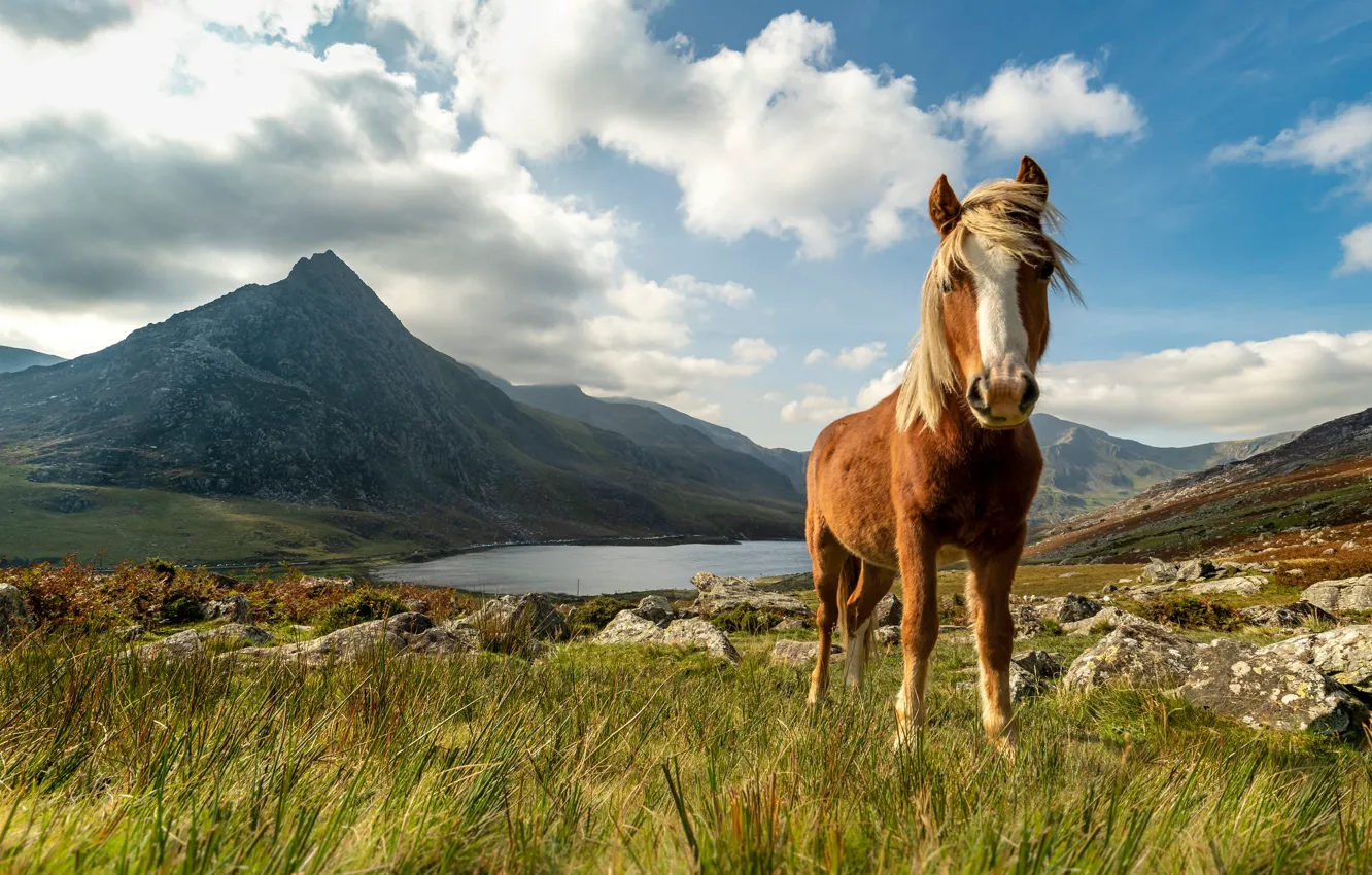 Photo wallpaper clouds, mountains, horse, Wales, Snowdonia