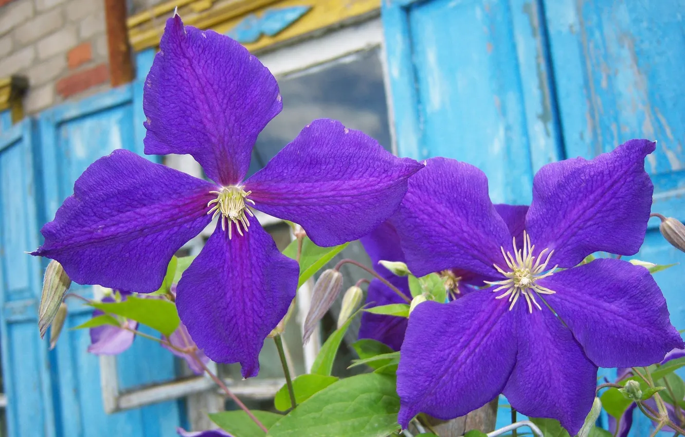 Photo wallpaper flowers, clematis, Purple flowers, Meduzanol ©