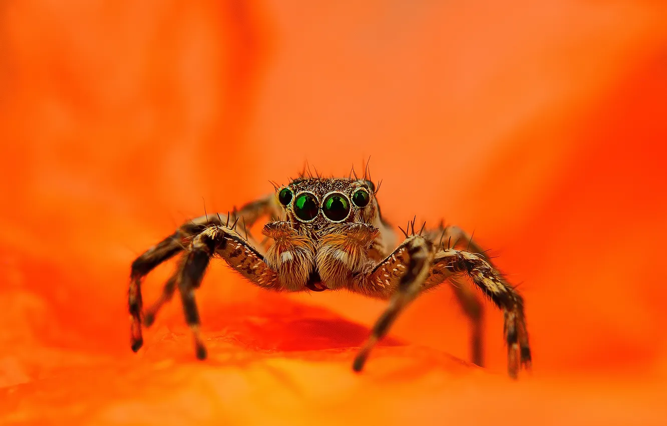 Photo wallpaper spider, orange background, jumper, jumper