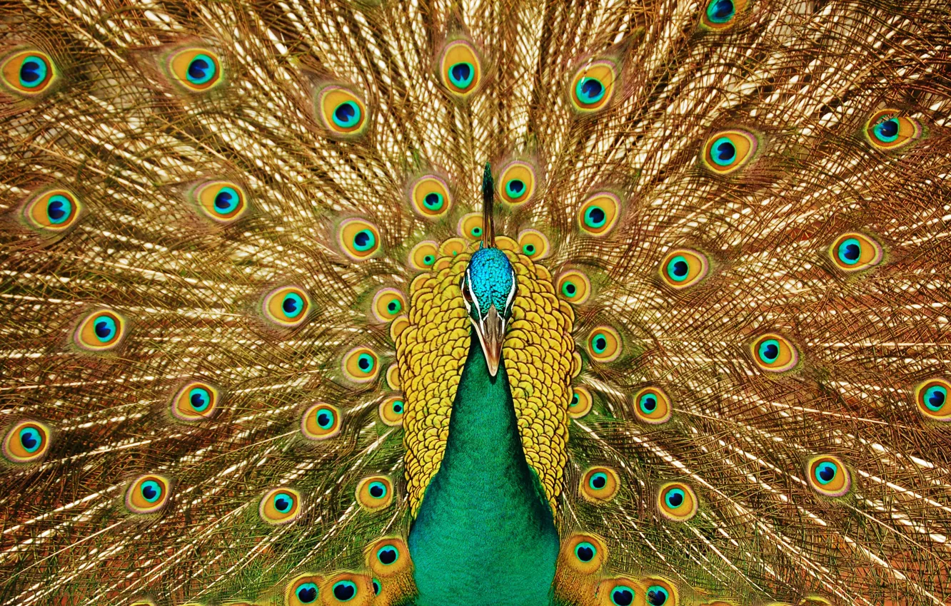 Photo wallpaper look, bird, patterns, beak, tail, peacock, beautiful
