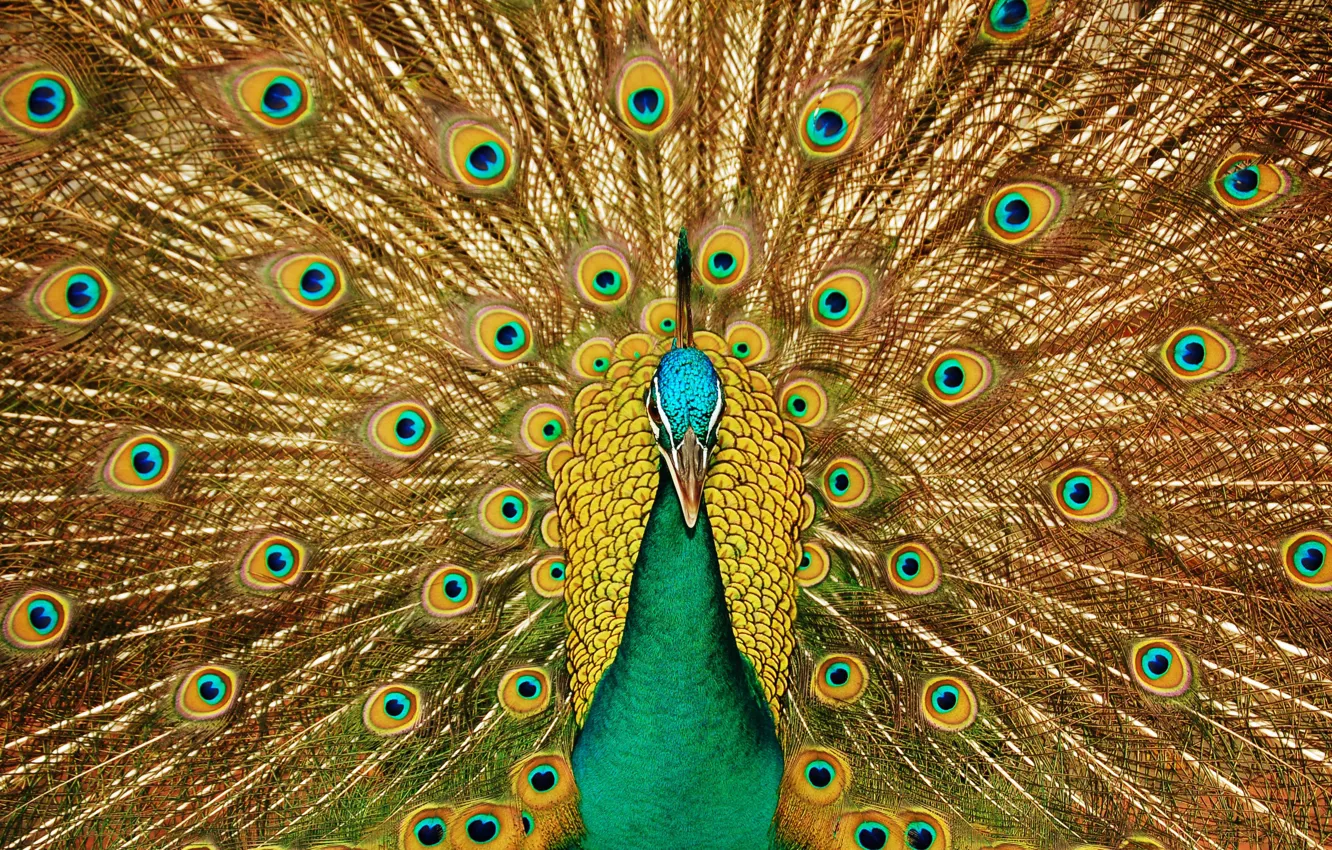 Photo wallpaper look, bird, pattern, beak, tail, peacock, beautiful