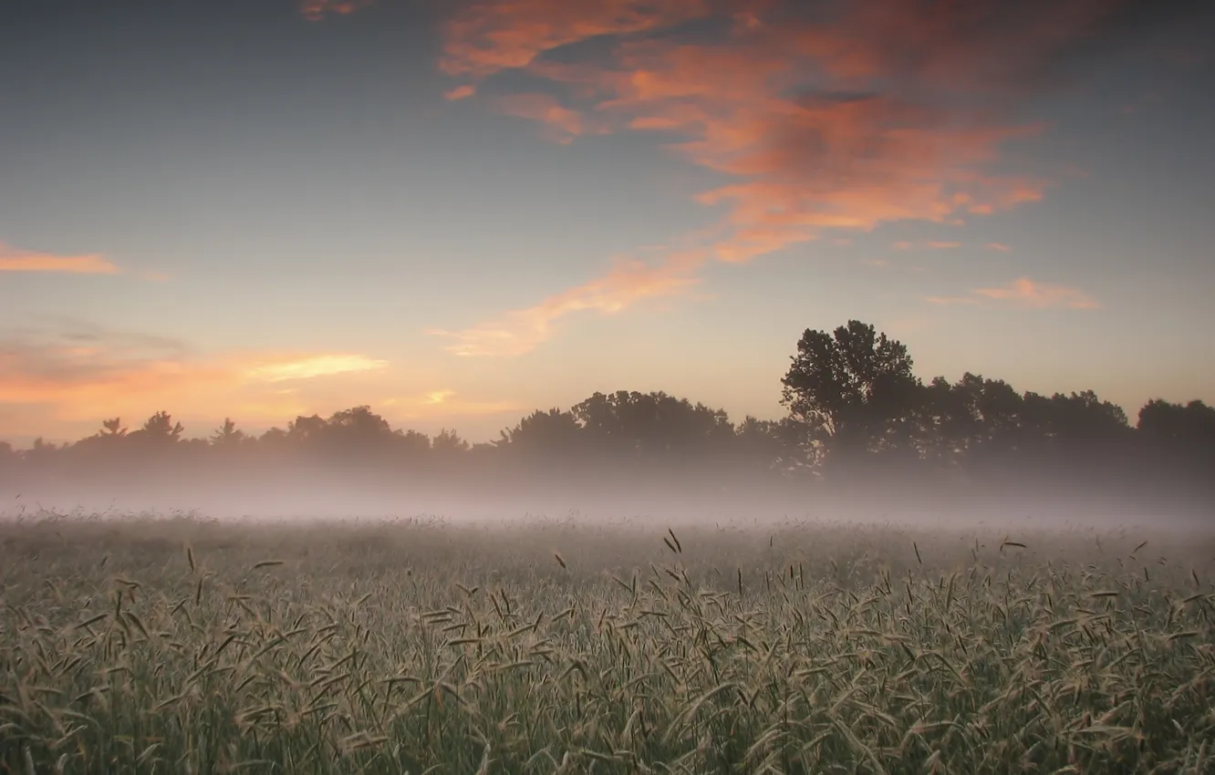 Photo wallpaper field, the sky, clouds, trees, landscape, sunset, nature, fog