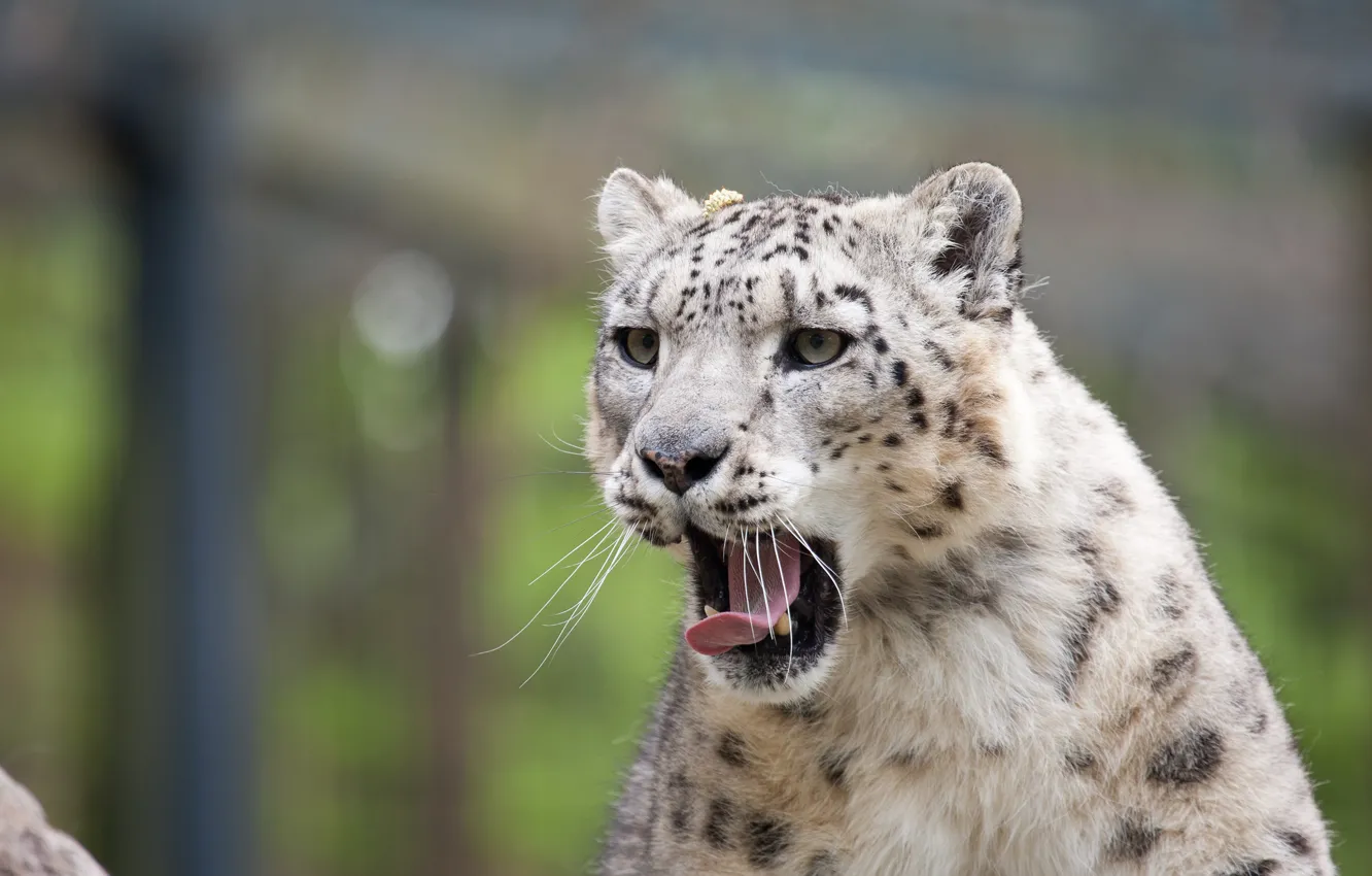 Photo wallpaper language, cat, IRBIS, snow leopard, yawns