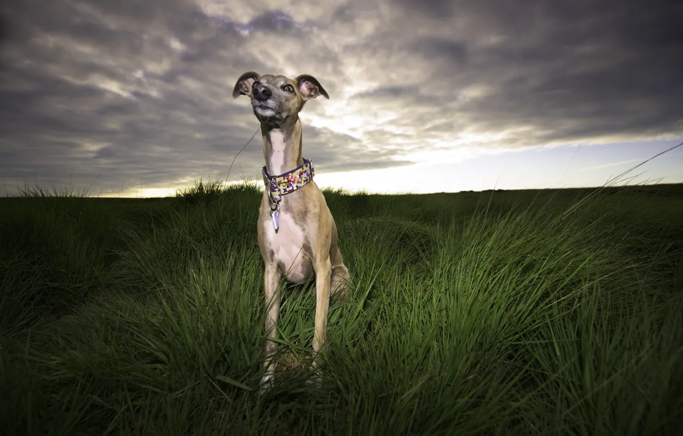 Photo wallpaper look, each, dog