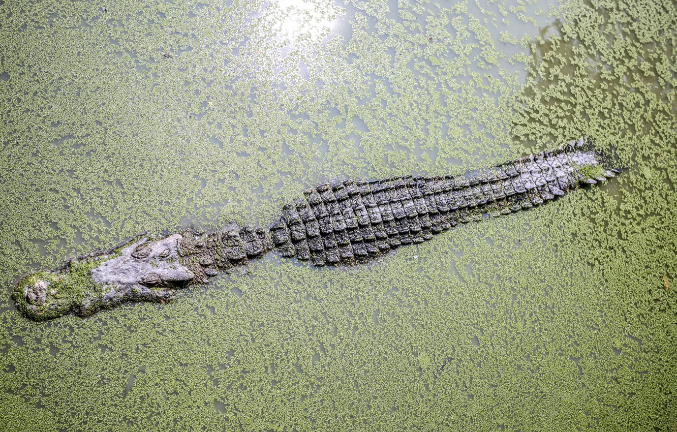 Photo wallpaper Predator, water, leaves, crocodile, reptile, swamp