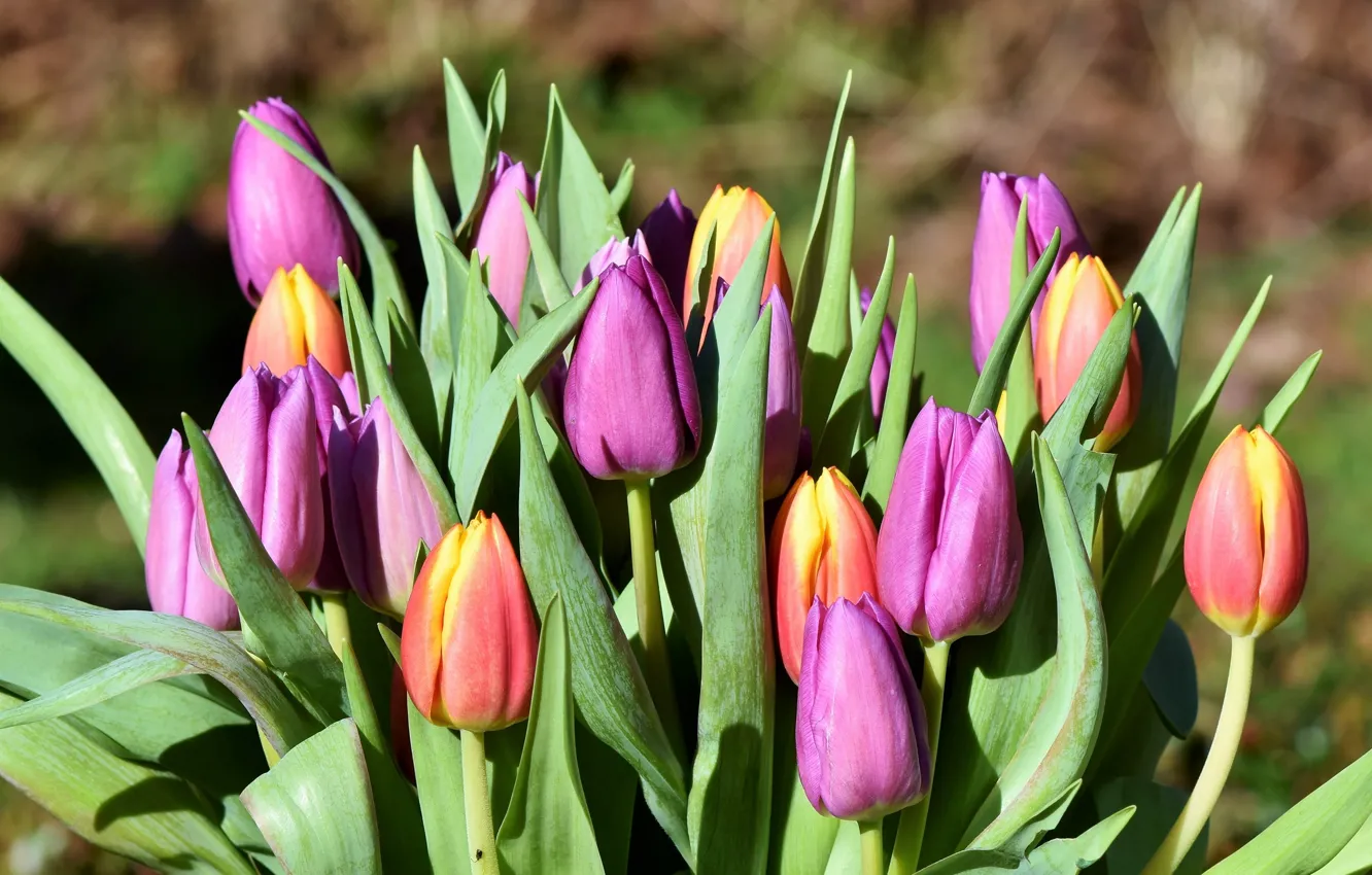 Photo wallpaper leaves, light, flowers, bouquet, spring, tulips, pink, buds