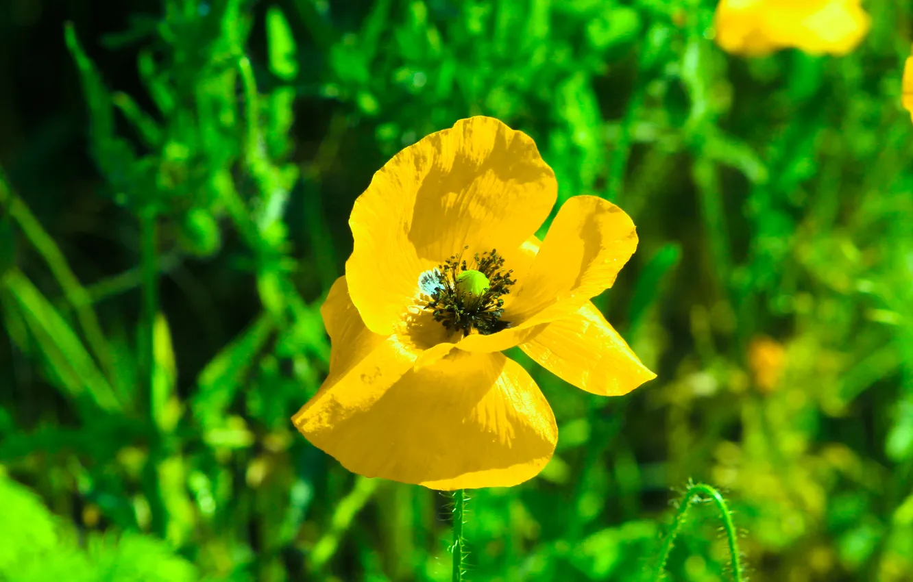 Photo wallpaper flower, yellow, poppy