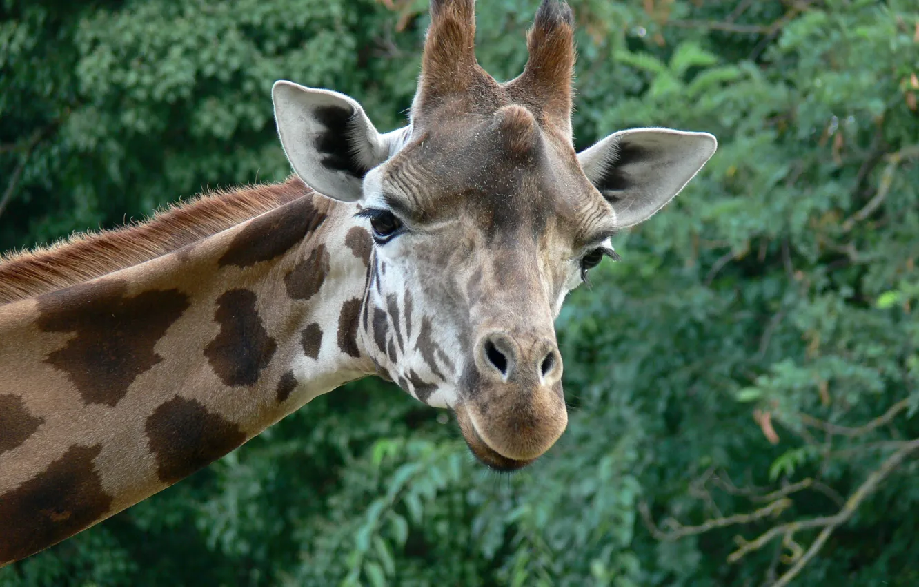 Photo wallpaper look, face, foliage, portrait, giraffe