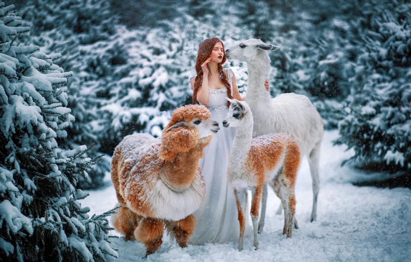Photo wallpaper winter, forest, animals, girl, snow, red, redhead, Lama