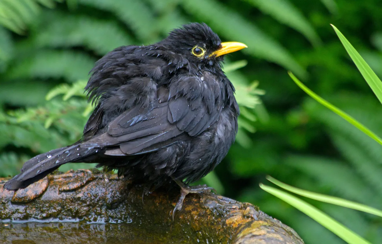 Photo wallpaper bird, chick, here, Blackbird