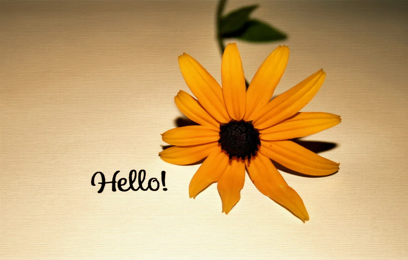 Photo wallpaper flowers, background, hello
