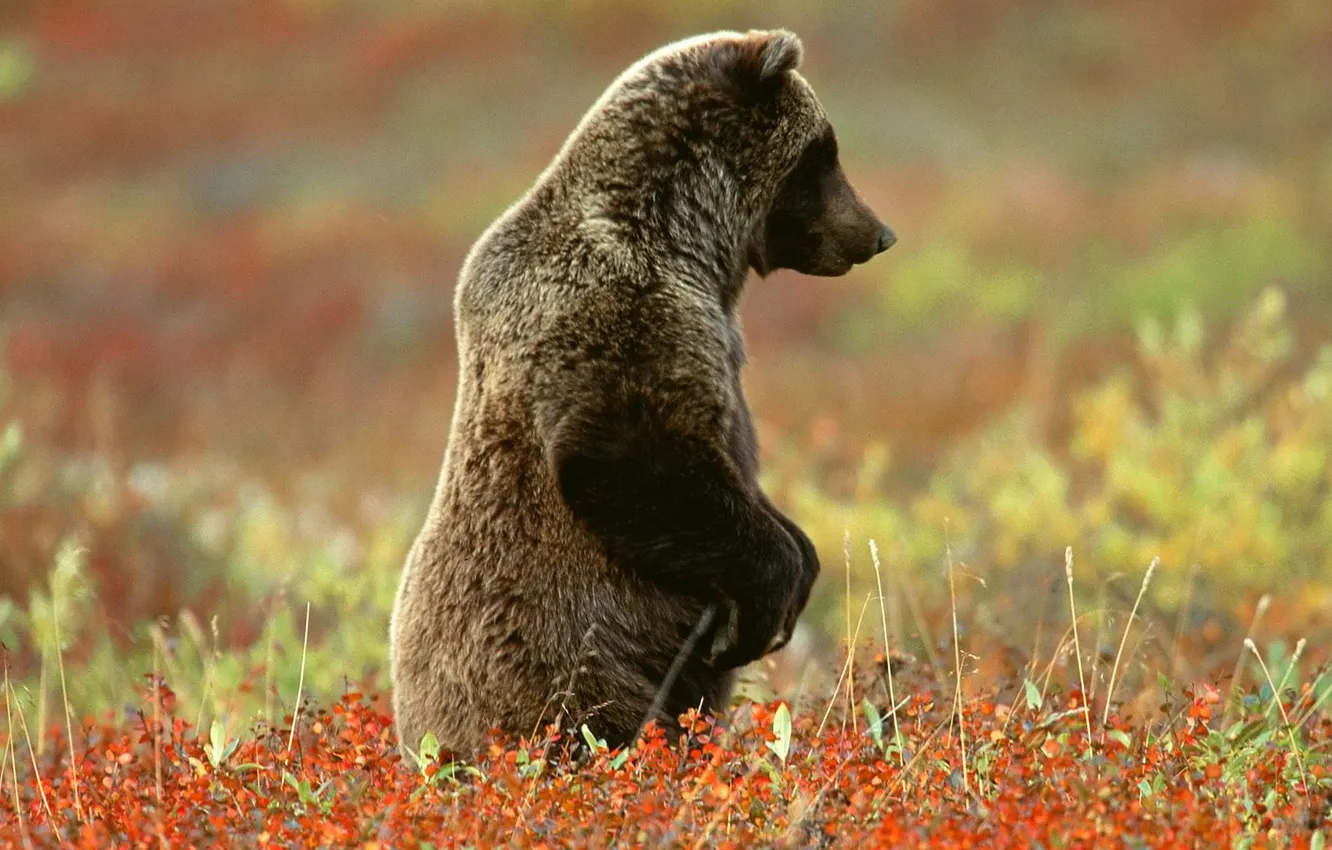 Photo wallpaper grass, nature, background, paws, bear, Standing