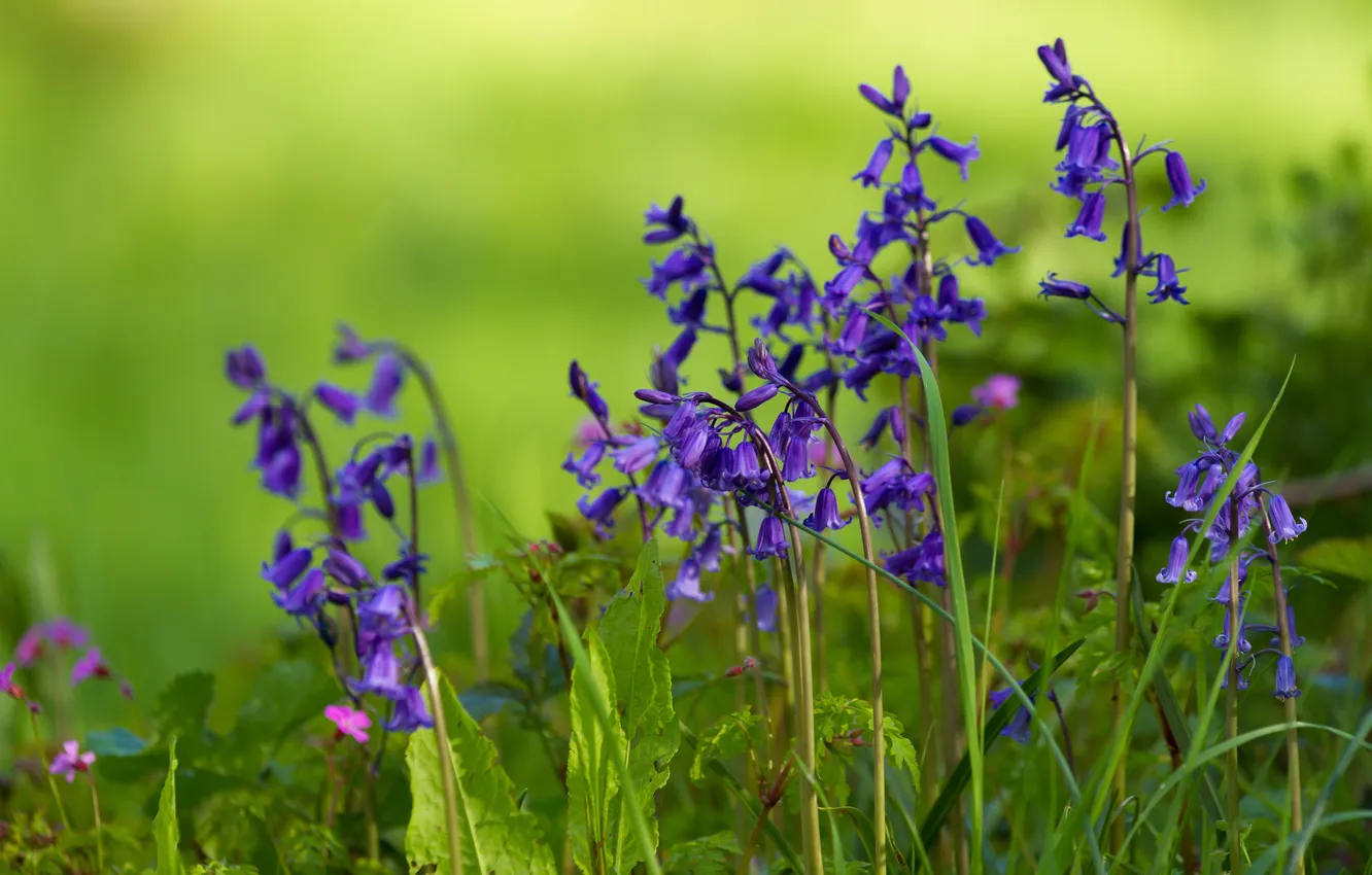 Photo wallpaper macro, meadow, bells