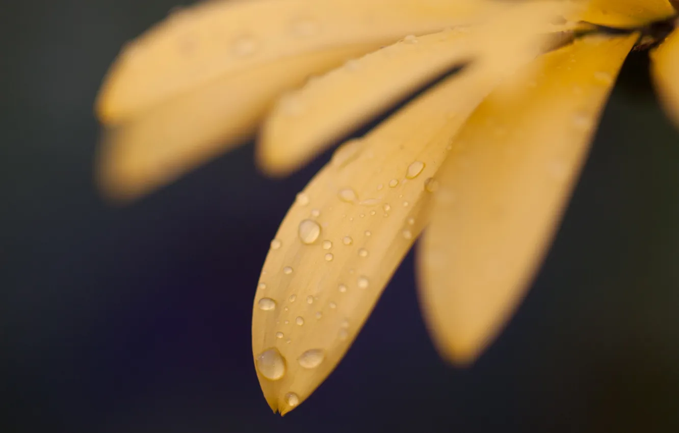 Photo wallpaper water, drops, macro, background, macro, Yellow flower