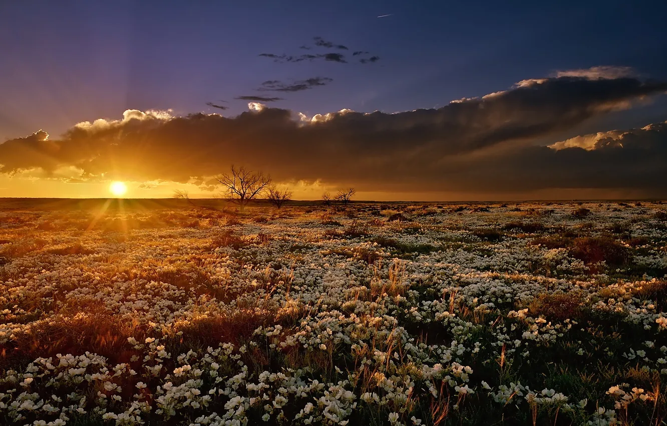 Photo wallpaper field, flowers, nature, morning