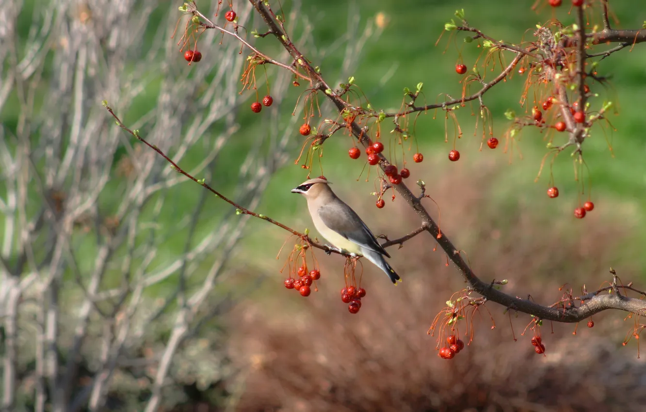 Photo wallpaper berries, bird, branch