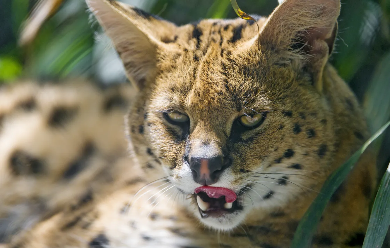 Photo wallpaper language, cat, look, Serval, ©Tambako The Jaguar