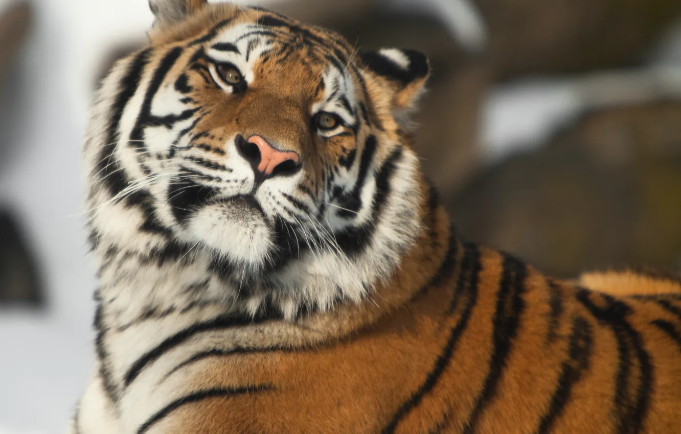 Photo wallpaper cat, face, tiger, Amur