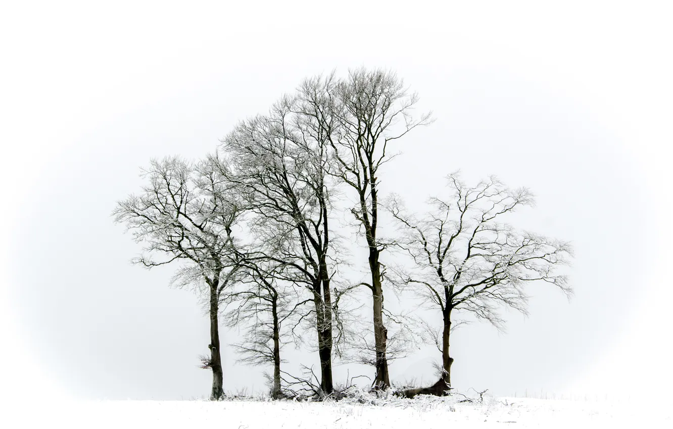 Photo wallpaper winter, trees, nature