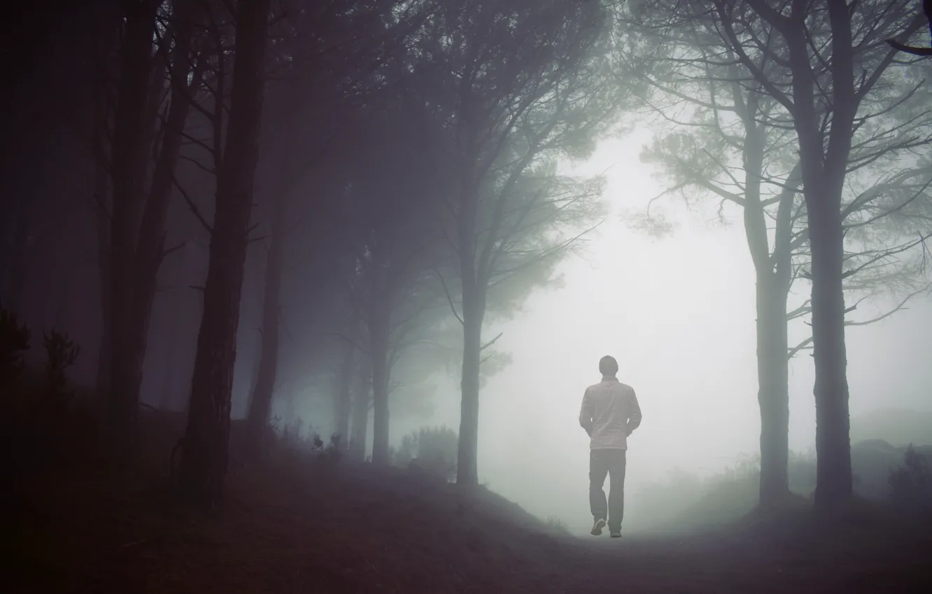 Photo wallpaper autumn, forest, trees, branches, nature, fog, Park, the way