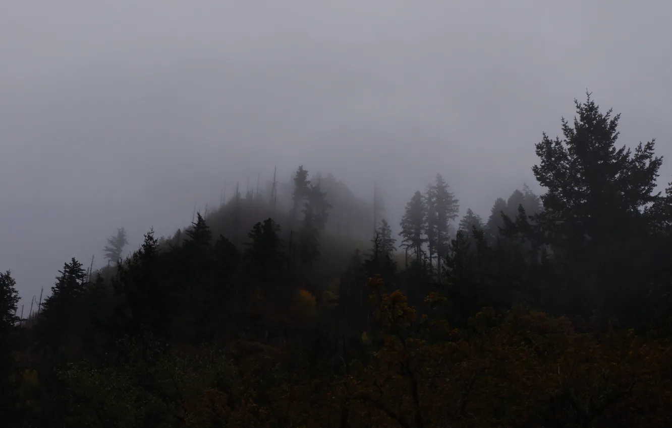 Photo wallpaper forest, the sky, trees, fog, Oregon, USA, Columbia River Gorge