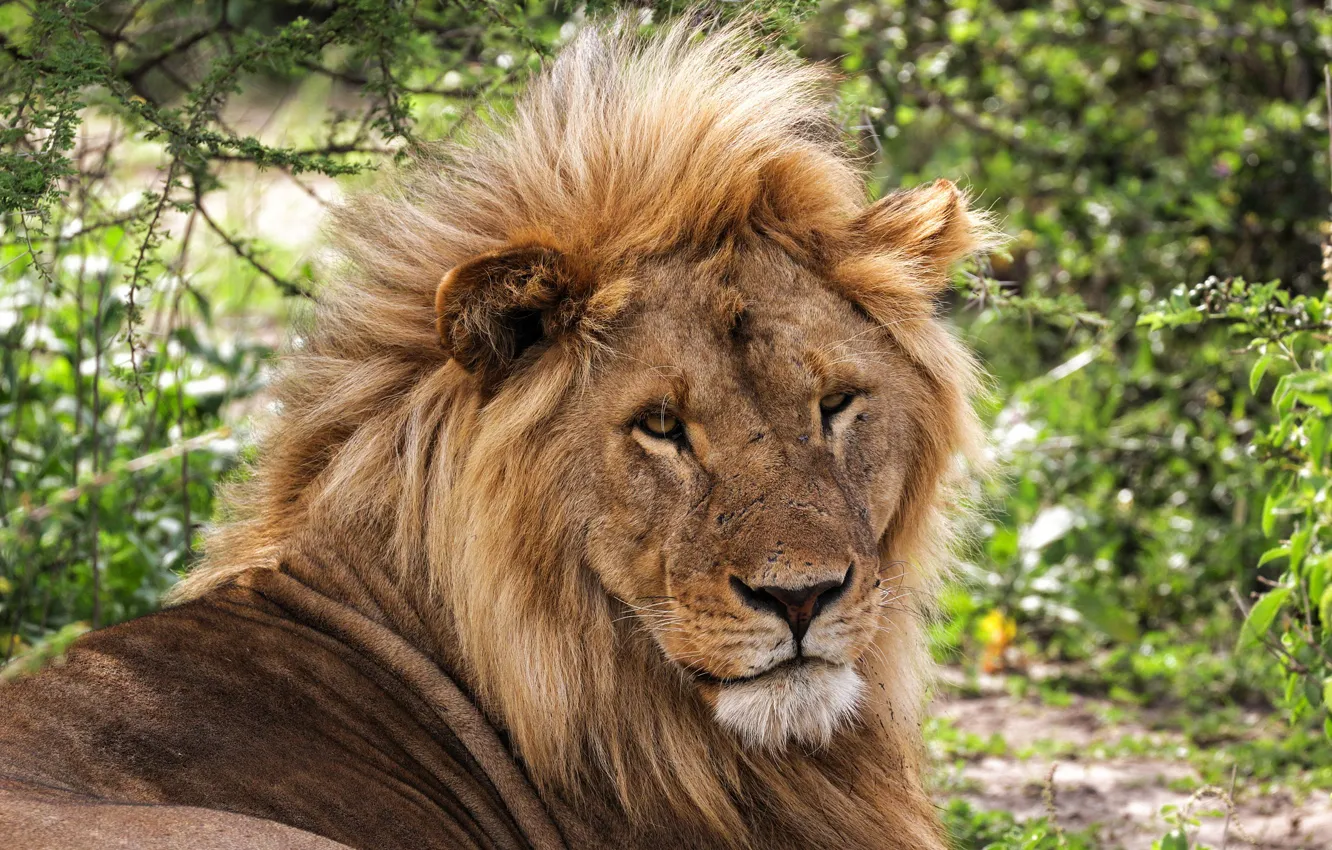 Photo wallpaper greens, summer, look, face, branches, pose, background, portrait