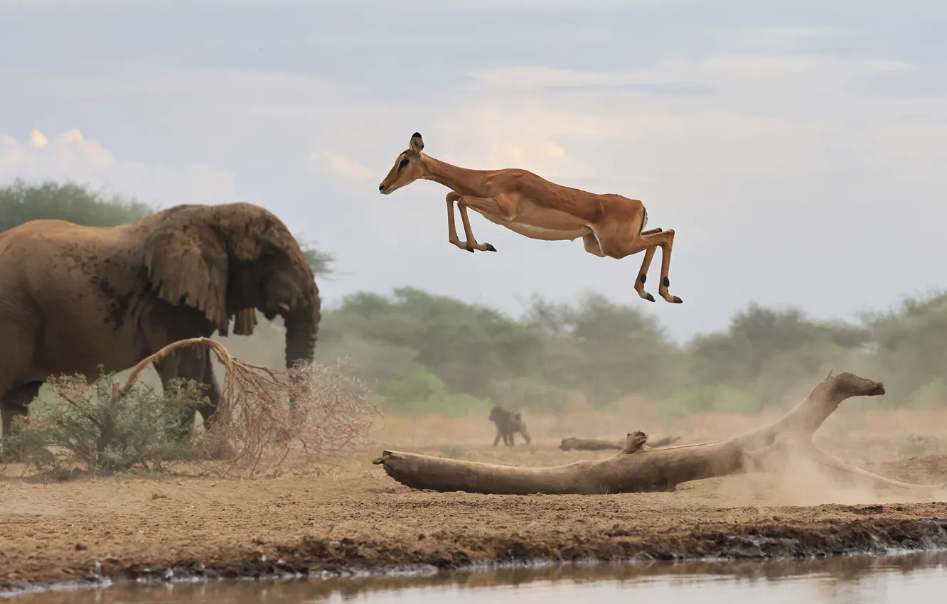 Photo wallpaper Impala, beauty, majesty, jump, Aepyceros melampus, elephant