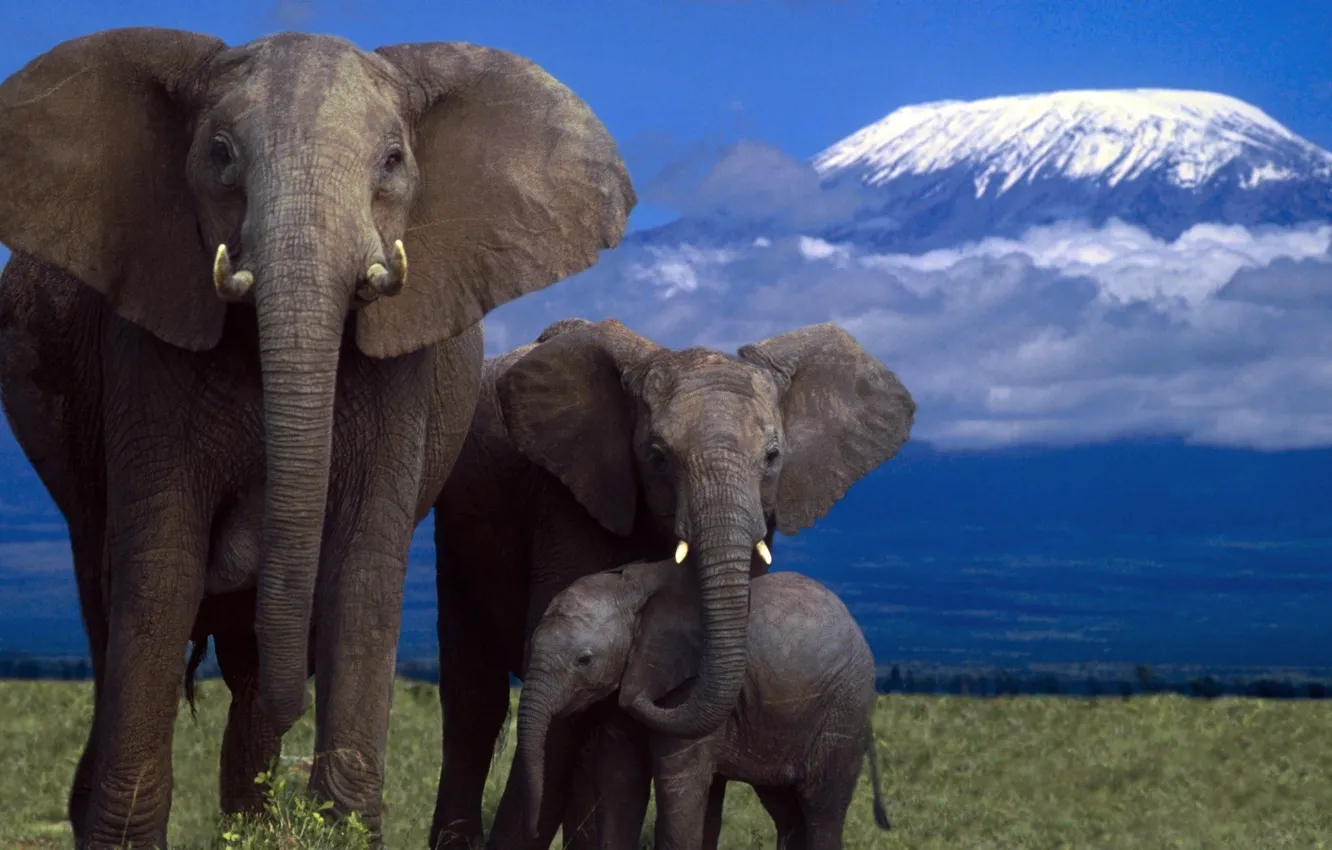 Photo wallpaper nature, elephants, mountain, Savanna, wildlife, Affrica