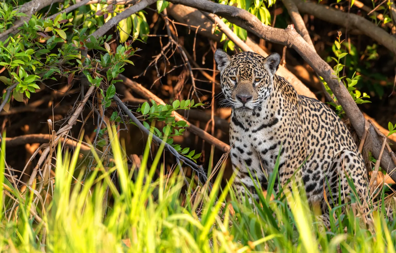 Photo wallpaper grass, leaves, light, trees, branches, thickets, shadow, Jaguar