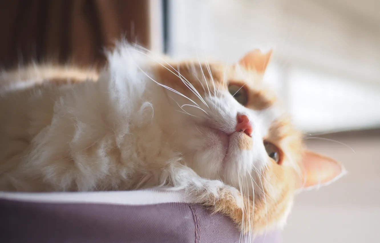 Photo wallpaper cat, stay, muzzle, fluffy, cat