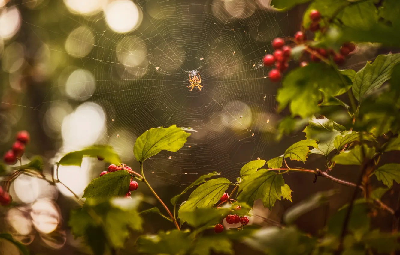 Photo wallpaper summer, web, spider, berry, Kalina, August