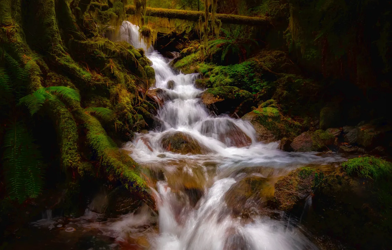 Photo wallpaper forest, stream, moss, river, Mount Rainier National Park, National Park mount Rainier, Washington State, Washington