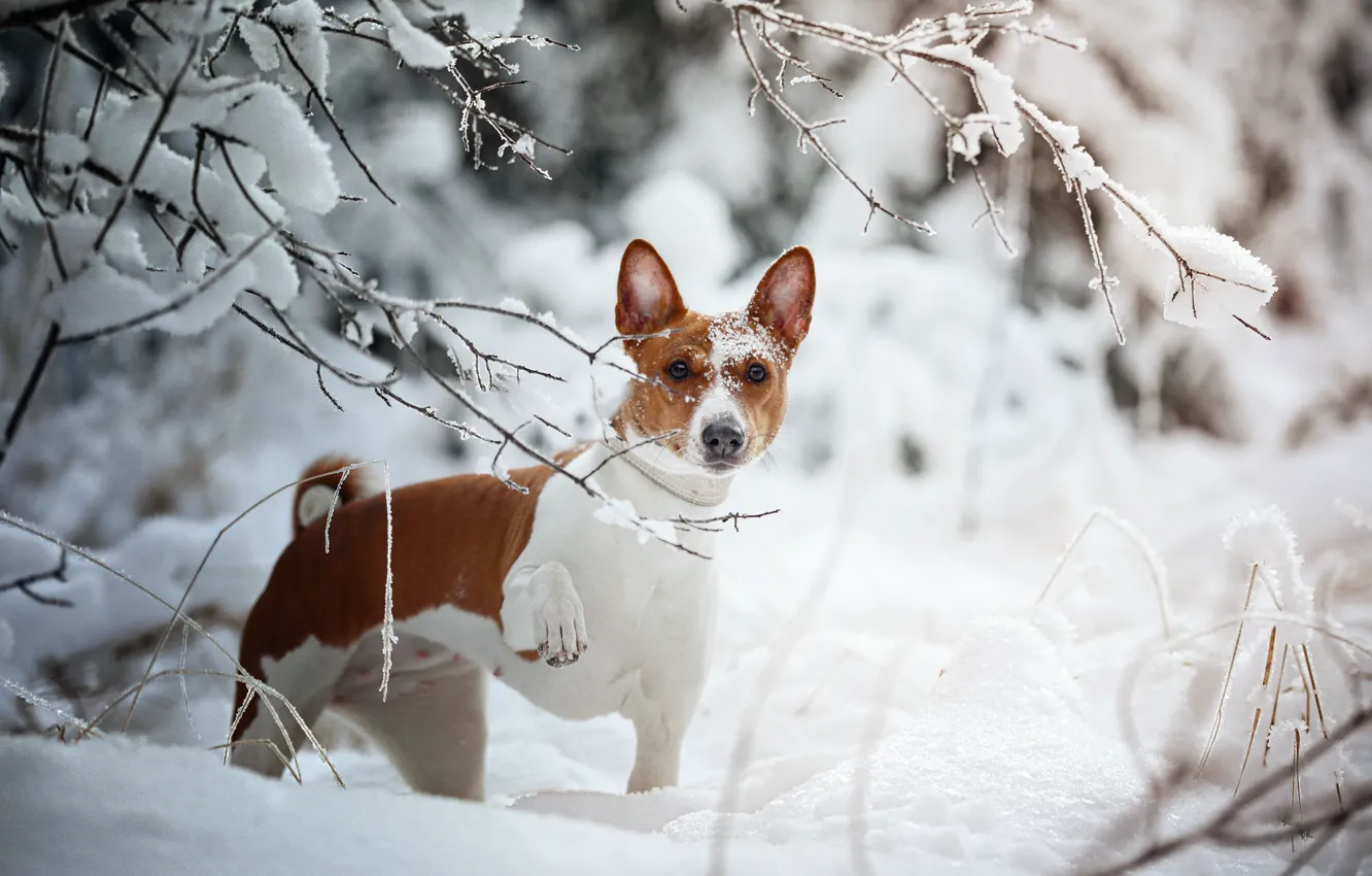 Photo wallpaper winter, look, snow, branches, dog, Natalia Ponikarova, African Flying Dog, Basenji