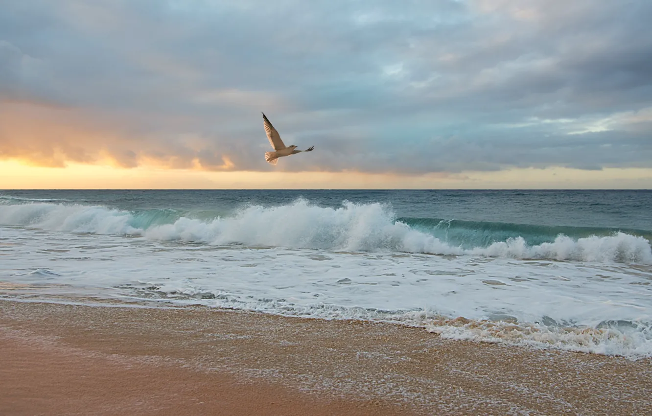 Photo wallpaper seagulls, surf, dawn, wave, the sky, clouds
